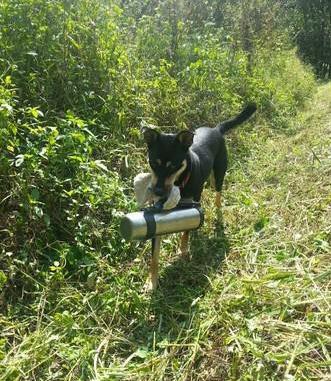 超贴心忠犬听到割草机声音停下 就递茶水