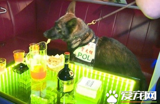 缉毒犬值勤嘴馋 偷吃2根薯条