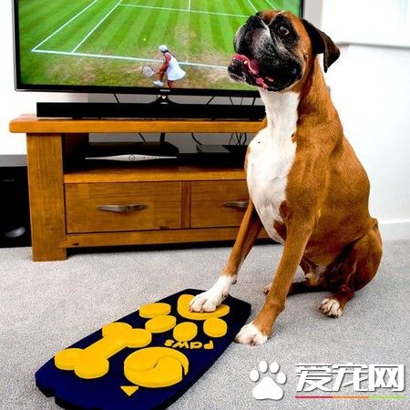 全球首款狗狗专用电视遥控器 明年上市