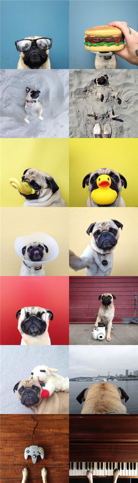 巴哥犬，它总是以可爱的姿态为人们带来无限欢乐。