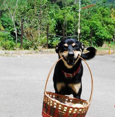 超贴心忠犬听到割草机声音停下 就递茶水