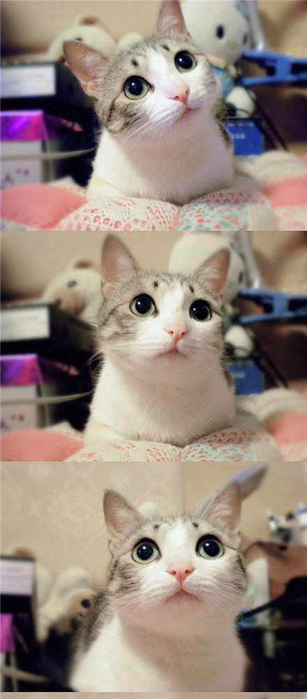 喵星人，你说啥呢？