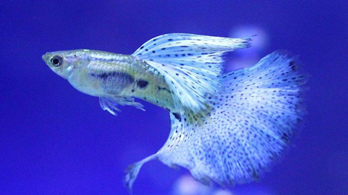 孔雀鱼喂食 孔雀鱼各阶段喂食注意地方