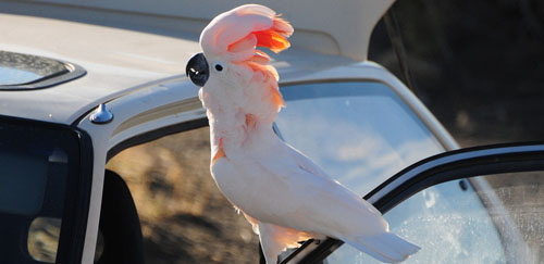 摩鹿加凤头鹦鹉