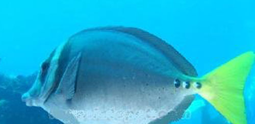 加拉帕哥斯锯尾吊