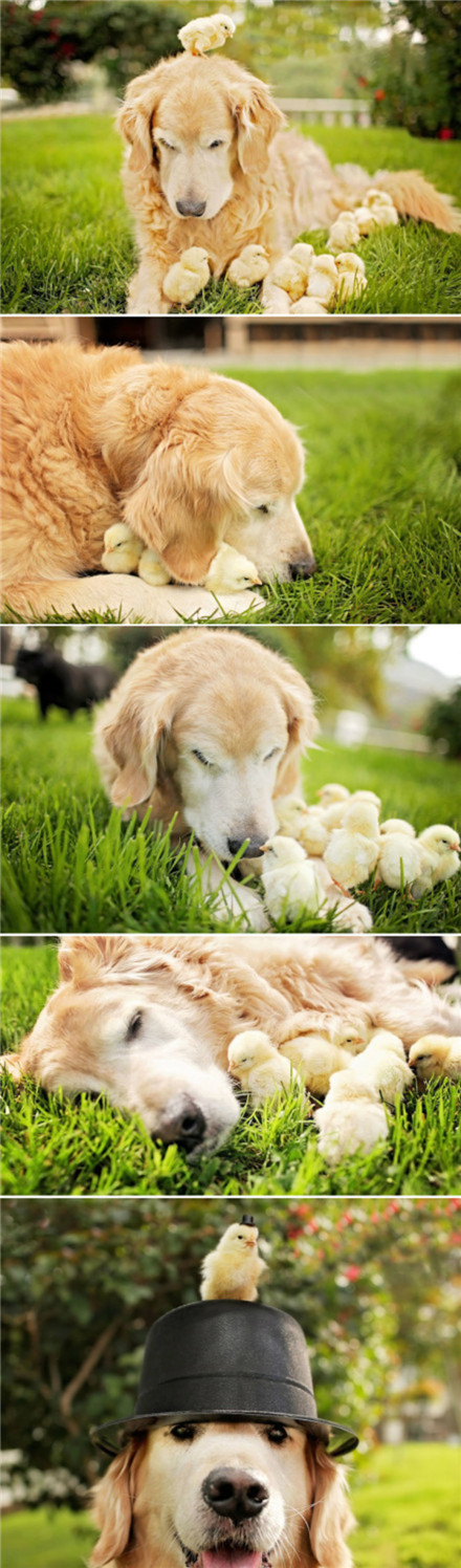 金毛奶爸还真是什么都奶？