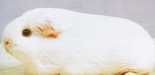 白色黑眼天竺鼠