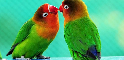 马达加斯加爱情鸟