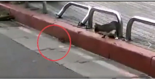 猫和老鼠正面相遇 竟然还主动让路给它过