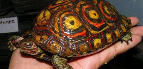 哥斯达黎加木纹龟