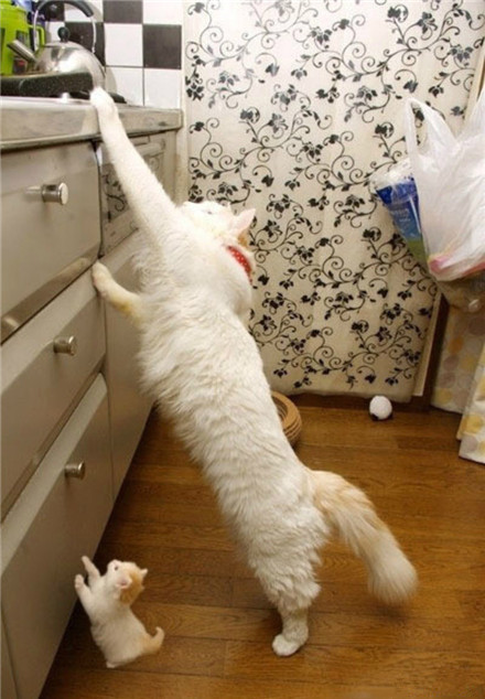 麻麻，你好了没有~wo好饿啊~