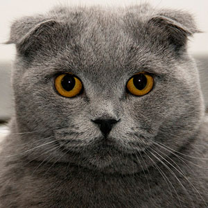 出身苏格兰且外观可爱迷人折耳猫图片合集图片