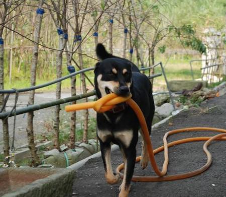超贴心忠犬听到割草机声音停下 就递茶水