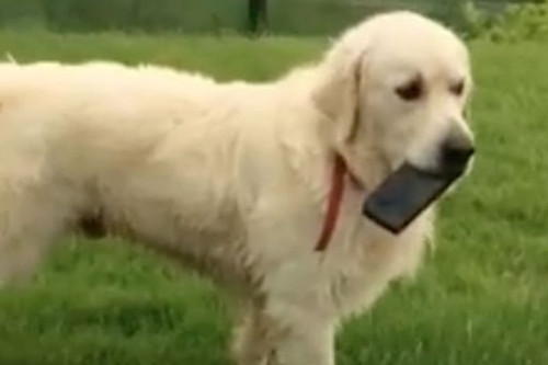 世界最坏的狗 叼走主人手机你追我就跑