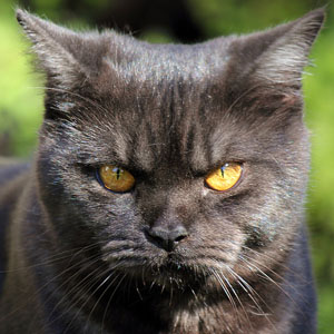 四肢粗短发达和被毛短而密的英国短毛猫图片合集图片