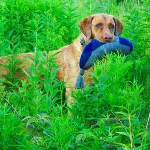 具备猎犬的所有天赋的新斯科舍猎鸭寻猎犬图片图片