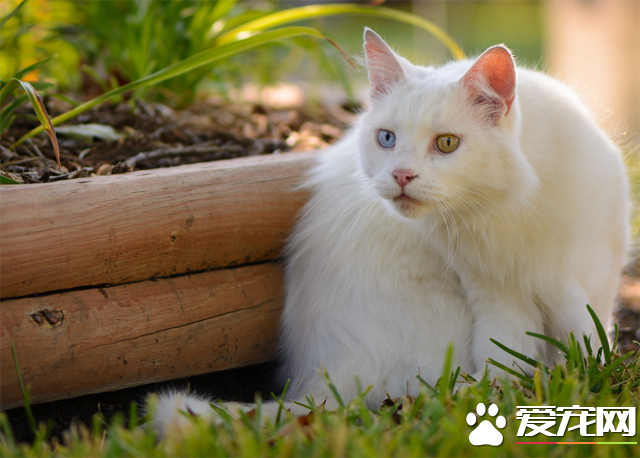 土耳其安哥拉猫
