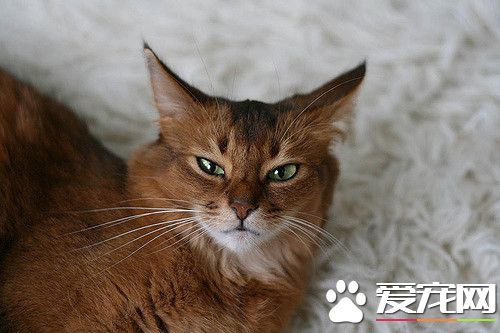 索马里猫