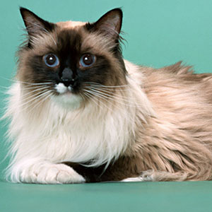 温文尔雅非常友善的伯曼猫图片大全图片