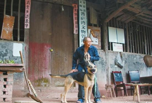 跟狼狗一起当同事 文物几乎零失窃