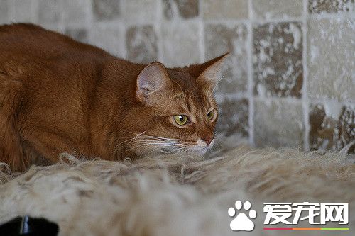 阿比西尼亚猫