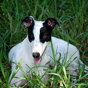 世界上奔跑速度最快的灵缇犬图片大全图片