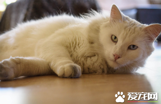 土耳其安哥拉猫