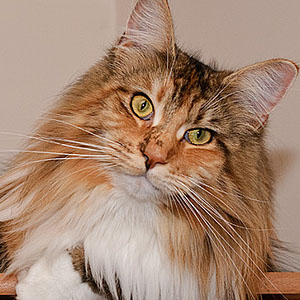 喜欢睡在最偏僻古怪地方的缅因猫图片图片