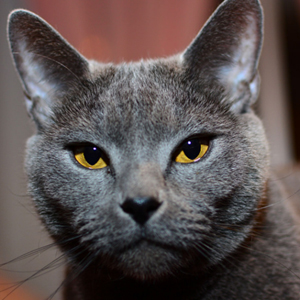 走动起来步态高雅的夏特尔猫图片图片