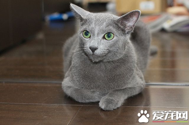 俄罗斯蓝猫