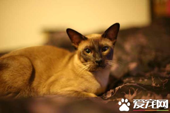 东奇尼猫