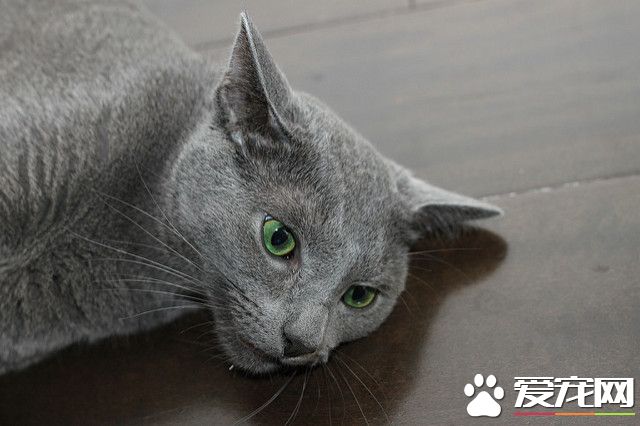 俄罗斯蓝猫