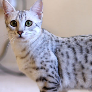 全身上都有点状花纹的埃及猫图片图片
