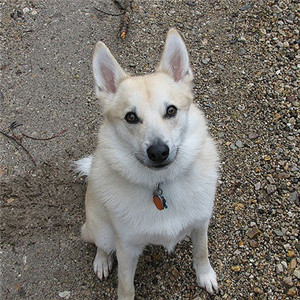 爱与人交朋友对人忠诚的挪威布哈德犬图片图片