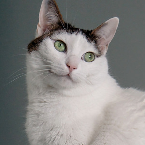 对环境的适应力非常强的日本短尾猫图片图片