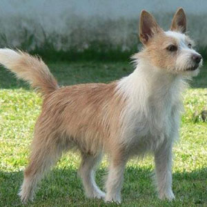 葡萄牙波登可犬是优秀的守门犬的狗狗图片图片