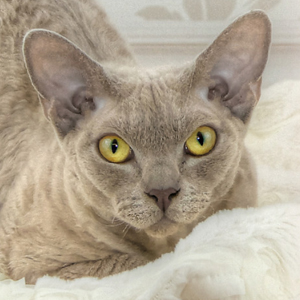 最喜欢与人类接触的德文卷毛猫图片图片