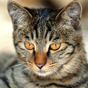 对捕捉老鼠是十分的在行的中国狸花猫图片图片