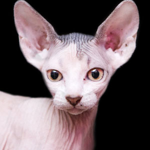 全身部分均无毛的加拿大无毛猫图片图片