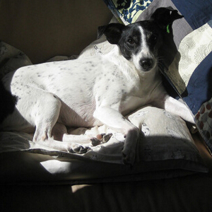 适合炎热的天气的捕鼠梗犬图片大全图片