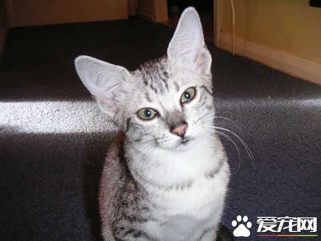 埃及猫