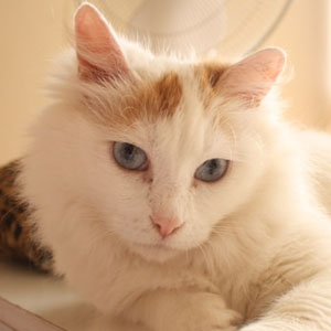 叫声甜美悦耳对人友善的土耳其梵猫图片图片