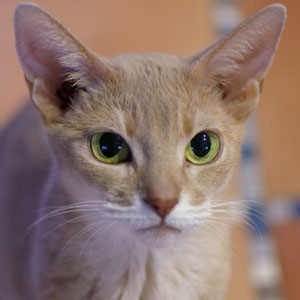 活泼开朗警觉敏捷的阿比西尼亚猫图片图片