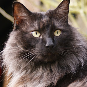 有能干的狩猎者之美誉的挪威森林猫图片图片