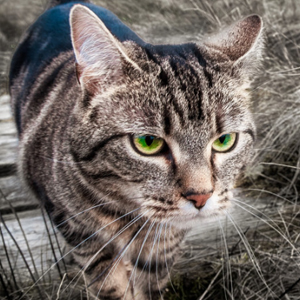 完全没有尾巴的曼岛无尾猫图片大全图片