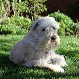 对周围的环境感兴趣的爱尔兰软毛梗图片图片