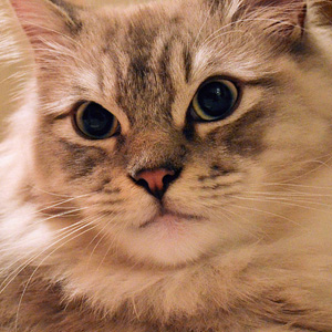 拥有有很长寿命的褴褛猫图片大全图片