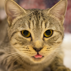 史上最全美国短尾猫活泼好动的萌图图片