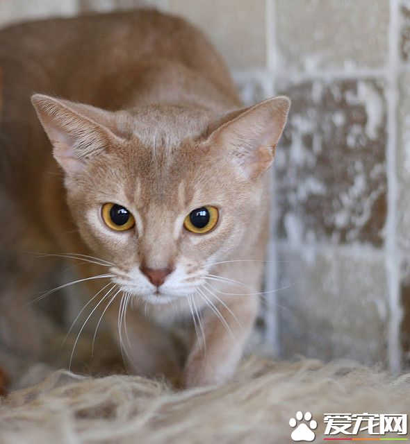 阿比西尼亚猫