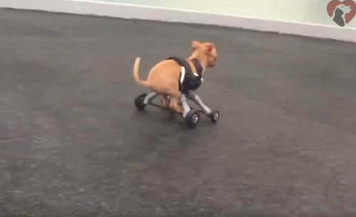 狗狗失去前腿 穿特制「滑板鞋」再次开心狂奔